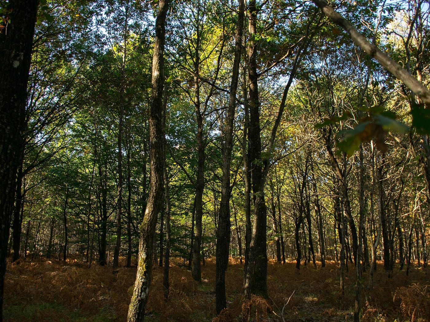 Forêt de Rambouillet