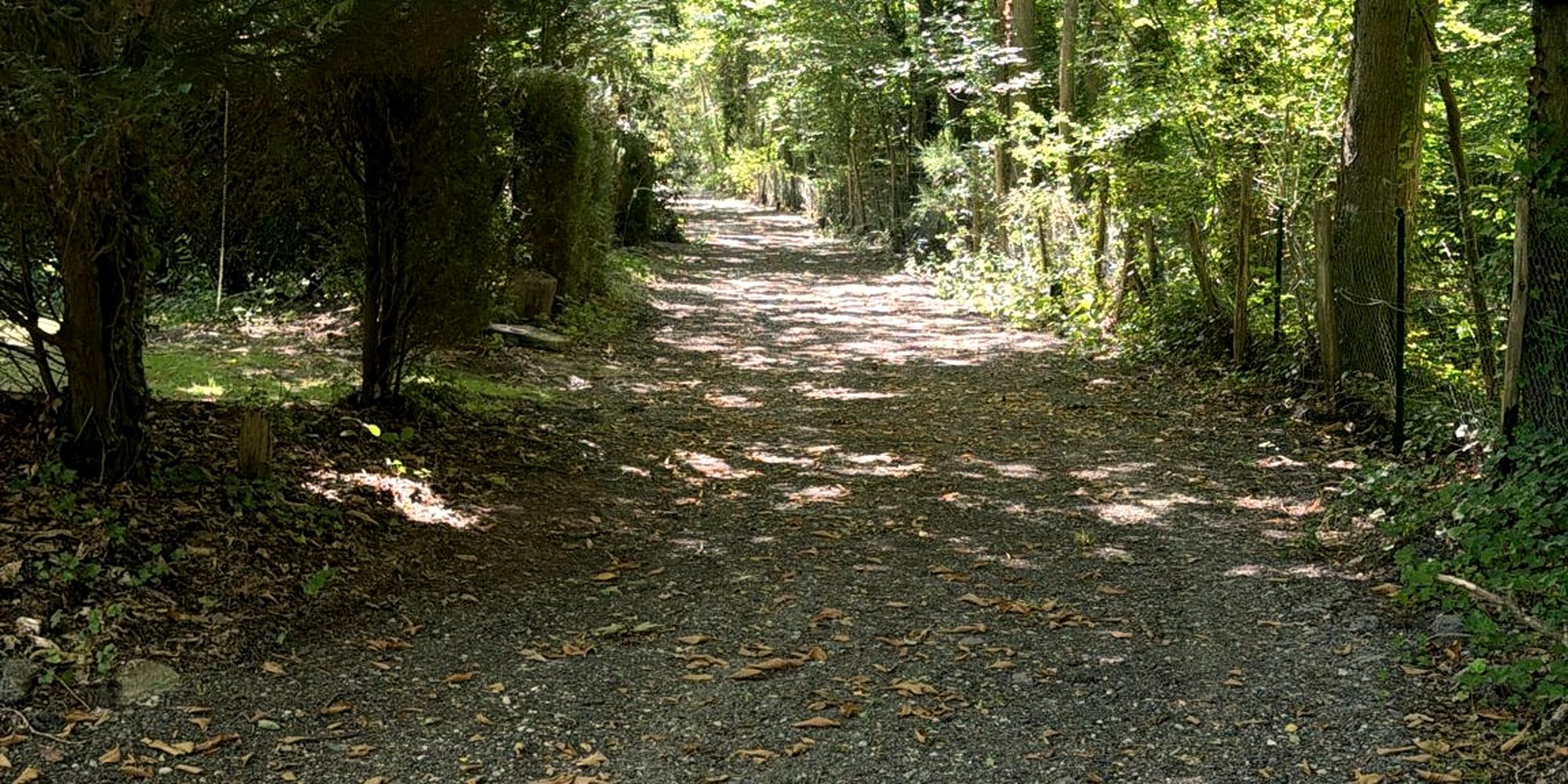 Sous-bois de la forêt de Rambouillet à la tombée du jour
